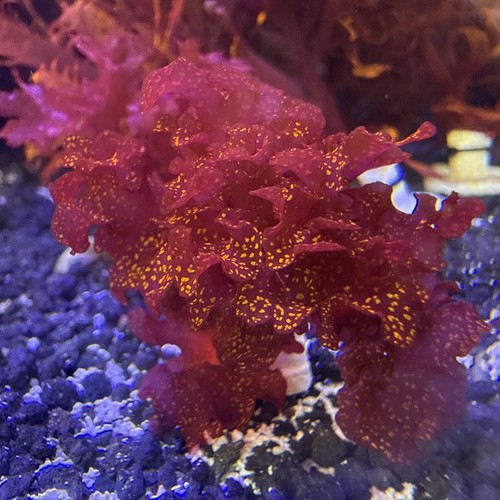 Atomic broccoli macro algae - atomic,